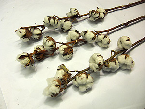 To buy dry cotton branches flowers best quality