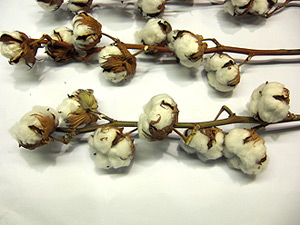 Natural cotton bunches flowers from Israel best quality