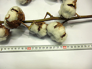 Decorative flowers naural dry cotton branch best quality